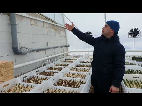 Двойная пленка с наддувом для теплиц