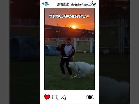 遛狗途中突被薩摩耶撞飛!男子翻滾一圈直呼:被碰瓷了嗎XD？#shorts