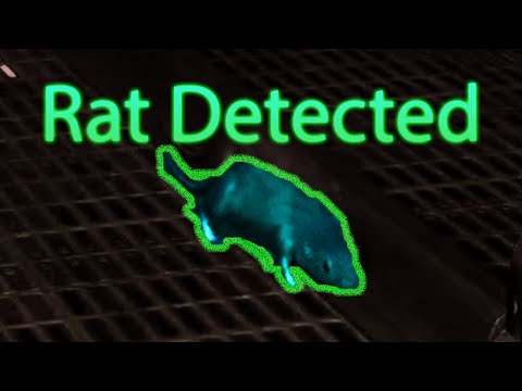 Rat found in Halo Reach