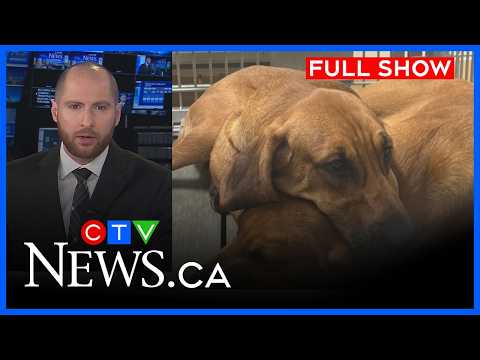 Whistleblower disputes findings on SJHC dog research | CTV News London at 6, Tues. March 24, 2026