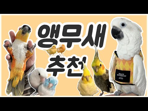 앵무새 티어표 / 앵무새 추천