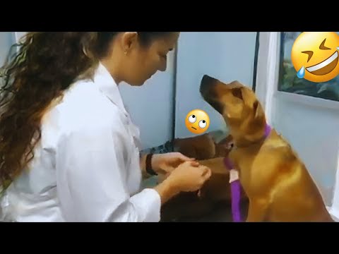 I dare you not to LAUGH at these FUNNY DOGS 😁🦮 - Best Funny Animals Videos 2025 #21