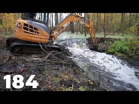 Forest Flooded By Beavers - Beaver Dam Removal With Excavator No.184