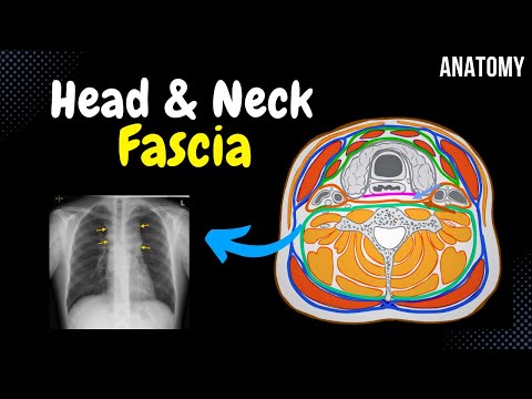 Fascia of the Head and Neck (Groups, Attachment Points, Arrangement)
