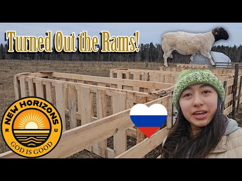 Turning Out Rams 🐏 Building Feeders 🔨 Name Reveal 🫣 Farming in RUSSIA ❤️
