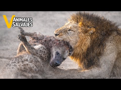 The Most Incredible Moments Ever Recorded of Lion Attacks on Hyenas | Wild Animals