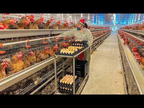 Amazing Poultry Farm - Process of Raising Chickens for Eggs For Business.