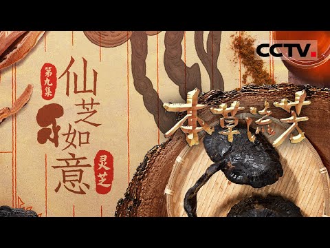 《本草流芳》09 仙芝如意：探秘古神话中的神奇本草 灵芝长生不老的秘宝究竟是什么？ 【CCTV纪录】