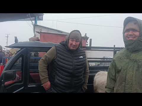 21 декабрь 2025 жыл токмок мал базары койлордун баасы 