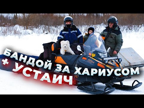 Устаич в деле/Рыбалка на Хариуса/Расставили жерлицы /#КАЮР