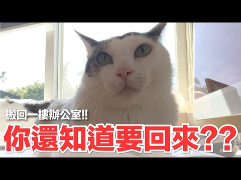 【好味小姐】你還知道要回來？搬回一樓辦公室！｜好味貓日常243