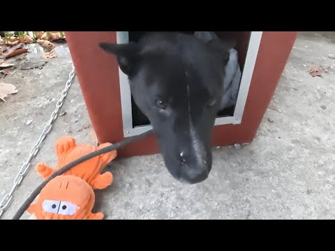 개집 밖으로 얼굴이 튀어나오는 개의 작은 개집을 제일 큰 집으로 바꿔주었어요