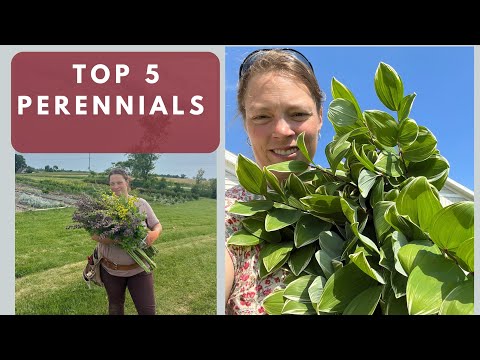 Top 5 Perennials Grown on my Cut Flower Farm for Florists Sales