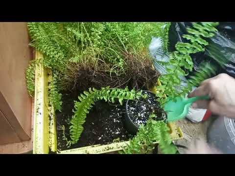 Кто любит пересадочки.Папоротники ставлю на фитиль.