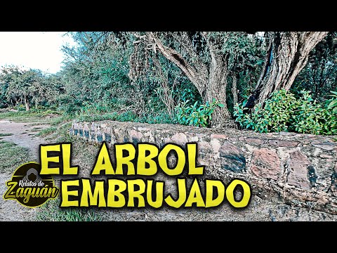 UN HOMBRE SALE DEL ÁRBOL, QUIERE DARME DINERO !!