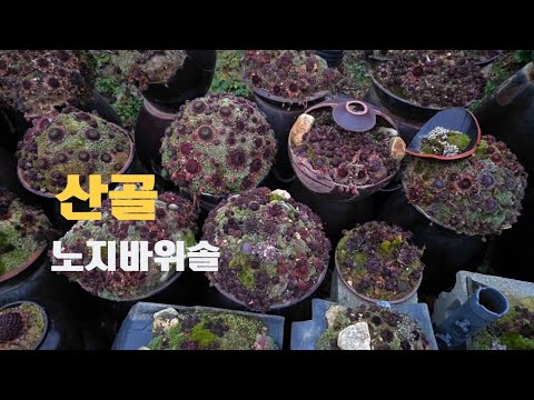 🏕산골 노지바위솔 아직도 이뻐요 🤗