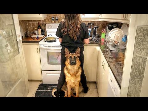 When Your Dog Becomes Your Loyal Bodyguard 😂 Funny Dog Videos