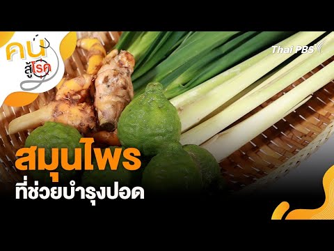 สมุนไพรที่ช่วยบำรุงปอด | คนสู้โรค