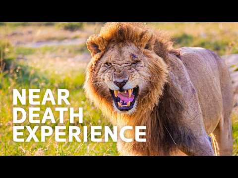 "I Was Eaten Alive": True Stories of Animal Attacks