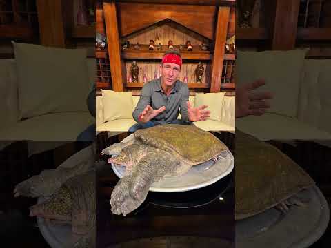 Eating Soft Shell Turtle…