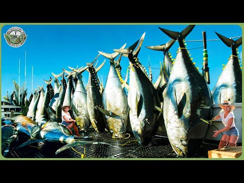 How Tons of Giant Bluefin Are Caught & Processed - Inside Most Expensive Bluefin Tuna Processing