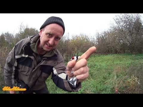 New video about catching songbirds - First Goldfinches.