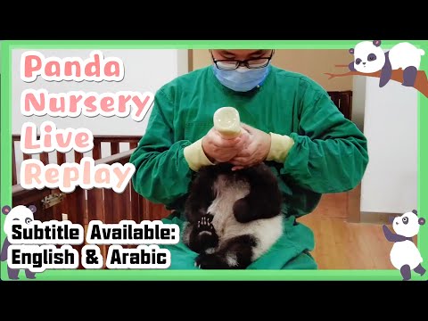 [English & Arabic Subtitle] Visit Newborn Panda Babies In Nursery (2021.10.25 Live Replay) | iPanda