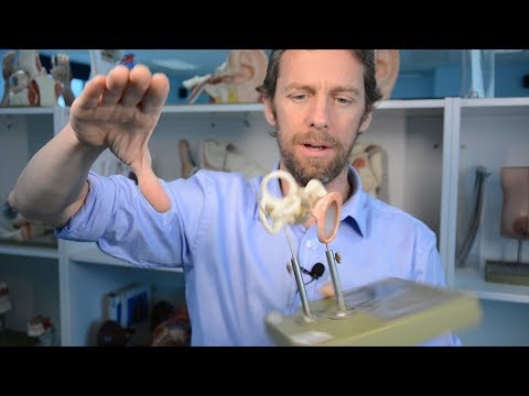 Ossicles of the middle ear (anatomy)