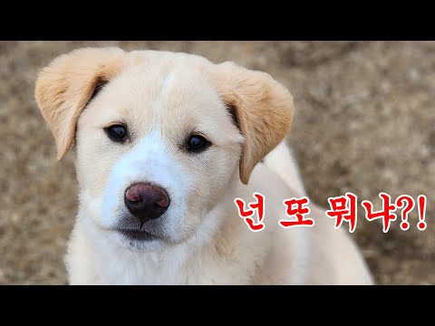 What happens if an unknown dog follows you home 'again'?