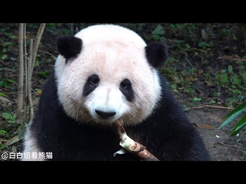 哈哈哈！小朋友给花花说“拜拜”！花花好喜欢小朋友啊😂😂