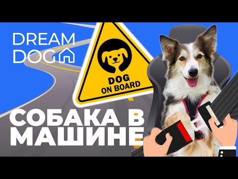 Как приучить собаку к машине 🐶 Спокойная посадка и безопасность