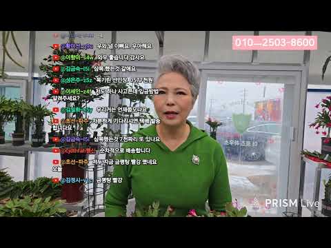 수입게발선인장 특가 라이브 방송 시작합니다 #더로즈하우스농원 #게발선인장전문 #수입게발선인장 #접목