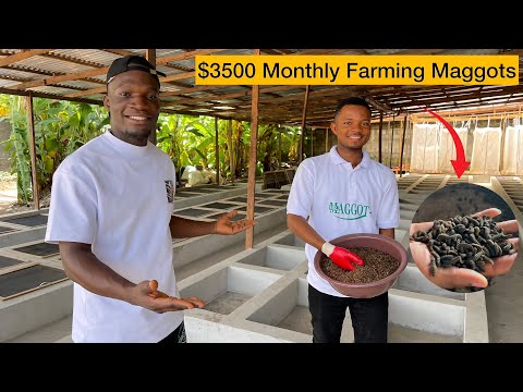 How A Nigerian Man Became A Millionaire Farming MAGGOTS In Africa