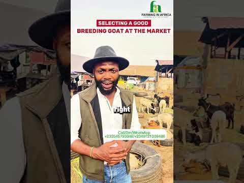 Selecting The Best GOAT From The Market! #semanhyiafarms #goat