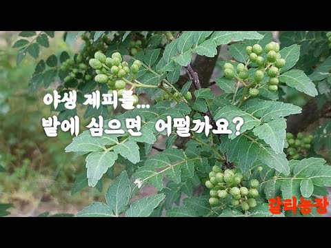 야생 제피 밭에서 재배하면 어떤일이??