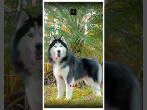 إذا أردت كلباً للحماية… لا تختر هذا!  #كلاب #shorts