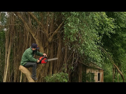 Challenge Cut down HUNDRED YEAR OLD HAUNTED TREE and discovered SHOCKING TRUTH