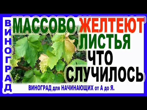 🍇 Проверьте это! Почему массово раньше времени желтеют листья винограда.