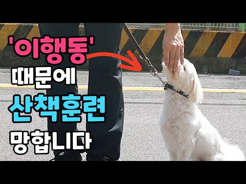 강아지 산책훈련 할 때, 100명중 95명이 실수하는 행동 4가지. 산책훈련 꿀팁!