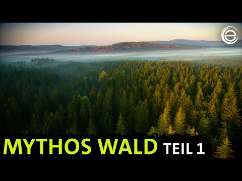 Myth of the Forest – Animal Paradise and Realm of Shadows | Experience Earth