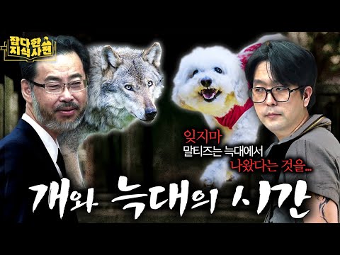 회색늑대 중 일부는 대체 어쩌다 말티즈가 되었을까