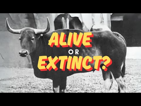 Are These 10  Animals Still Alive - or Already Extinct?