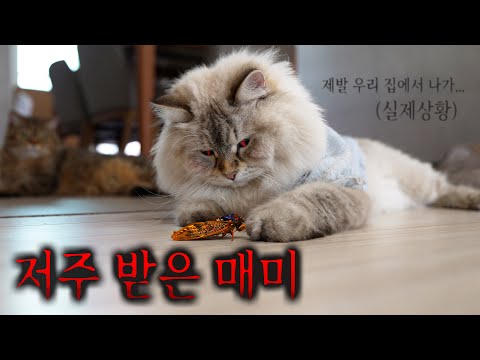 귀신 씌인 매미를 잡았나 봐요... 계속 이상한 일이 일어나요ㅠㅠ 실제로 폰 깨지고, 눈병 나고...
