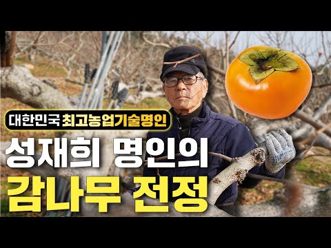 Korea's top agricultural technology expert reveals his persimmon tree pruning method!!