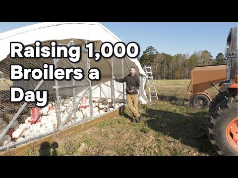 How We Raise 1,000 Broilers a Day - A Look Inside Our Pastured Poultry Operation!