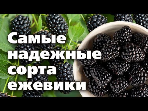 Ежевика, проверенная на Урале. Лучшие сорта  Советы по уходу летом