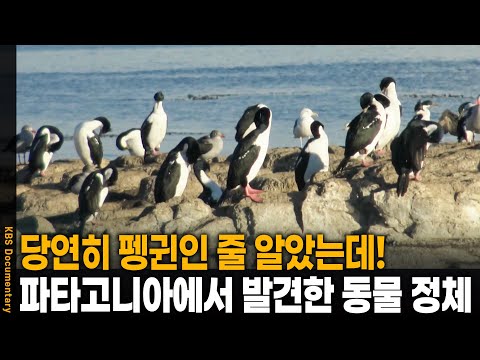 당연히 펭귄인 줄 알았는데? 찰스 다윈도 감명받은 동물의 정체 | KBS 20241031 방송