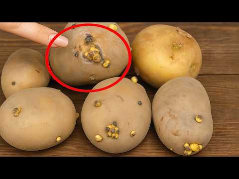 Sprouted Potatoes Are a Treasure. Don't Throw Them Away!|Clever Tricks