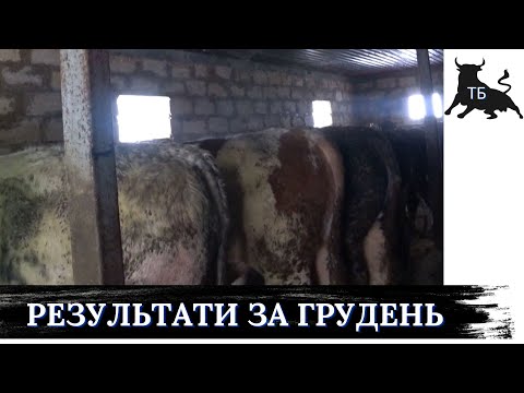 №33. Відгодівля биків в Україні. Підсумок приростів за грудень на тверду трійку з плюсом.