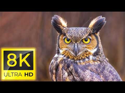 8K Birds - Amazing Beautiful Birds in The World in 8K ULTRA HD - Relaxing nature music ( 8K TV )